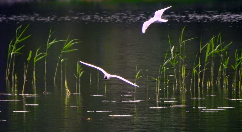 um par de pássaros voando sobre um corpo de água