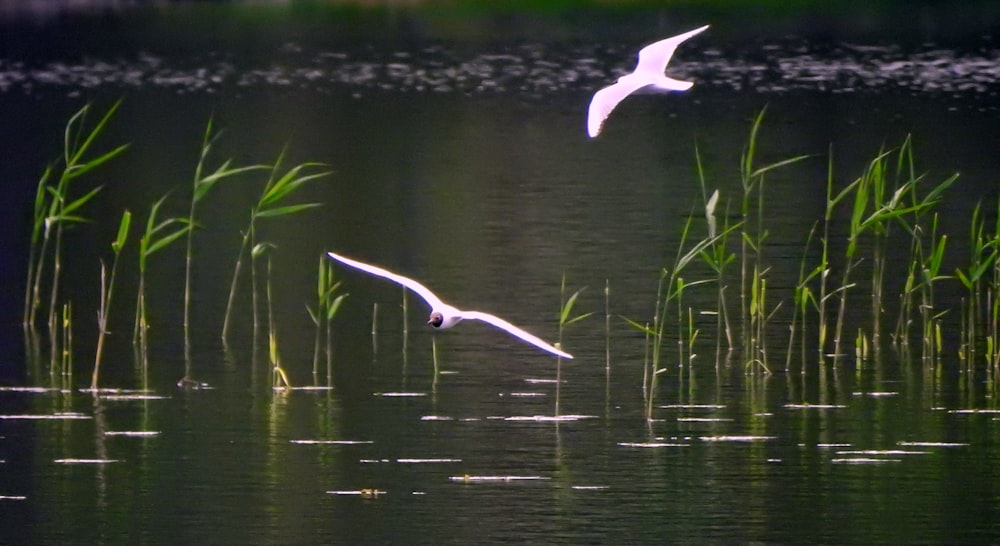 a couple of birds flying over a body of water