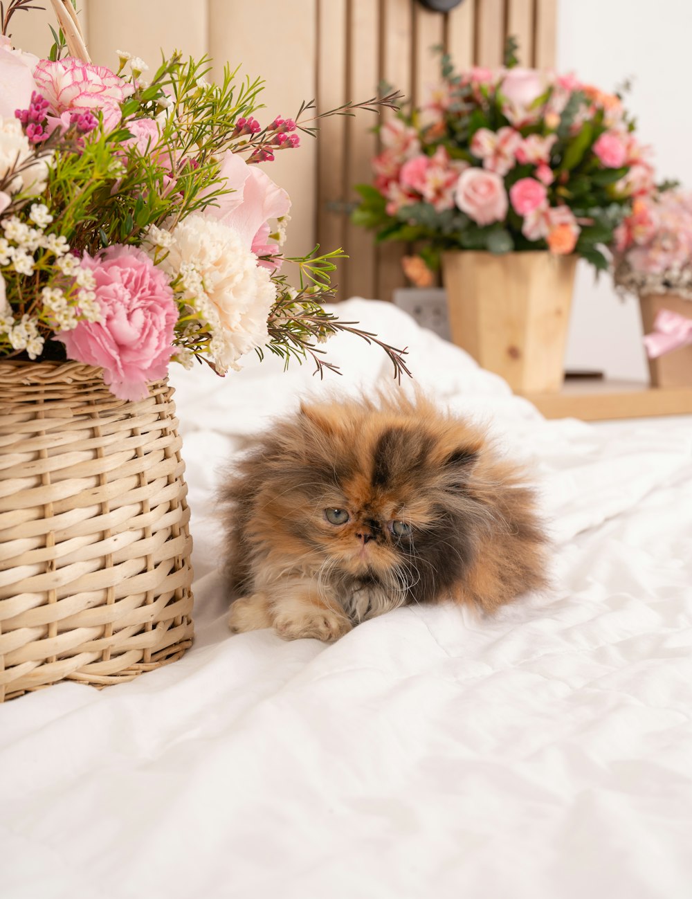 a fluffy cat laying on a bed next to a basket of flowers