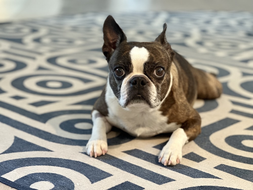 a brown and white dog laying on top of a rug