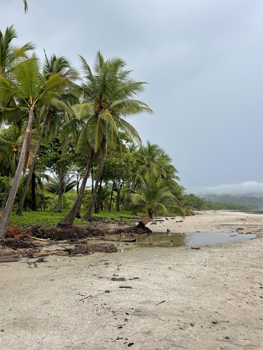 uma praia de areia com palmeiras e um corpo de água