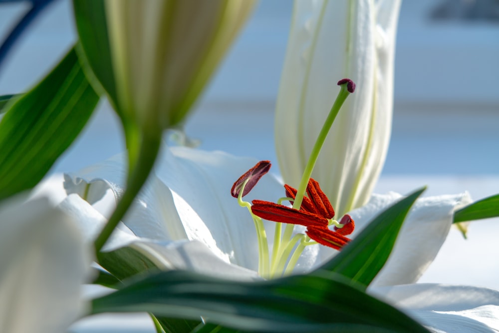 a close up of a white and red flower