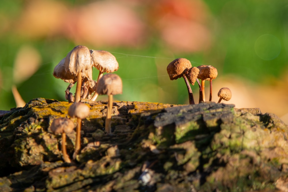 a group of mushrooms sitting on top of a tree stump