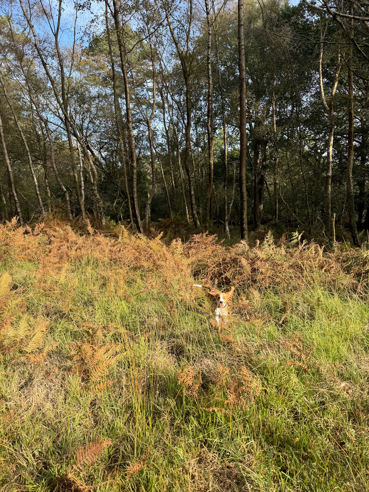 Senior dogs who played sports their whole lives are sharper — and it's not close