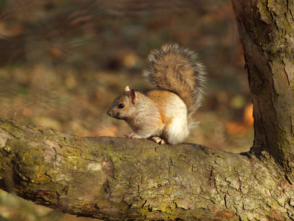 a squirrel sitting on top of a tree branch