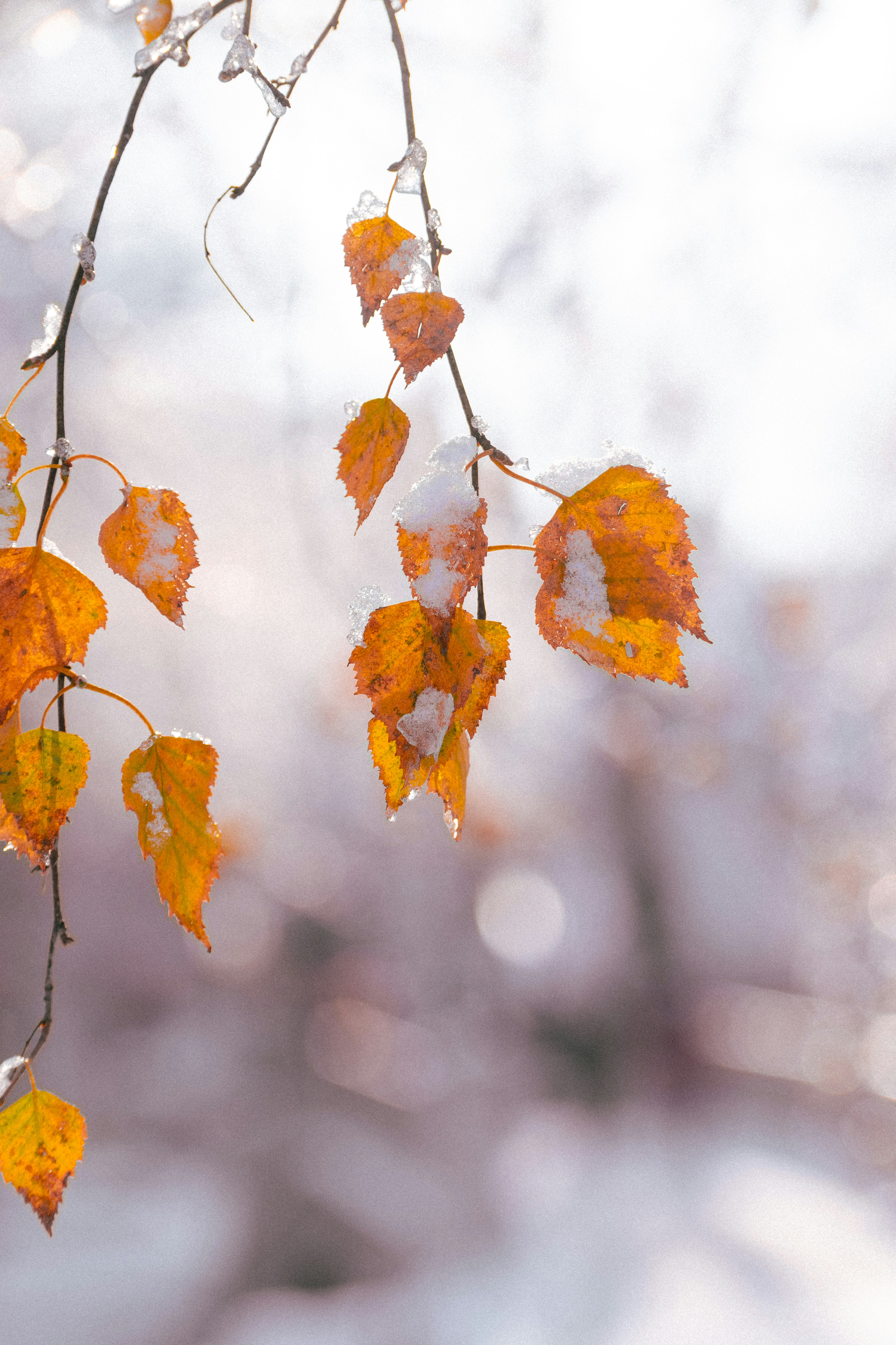 Photo by christina_kozak