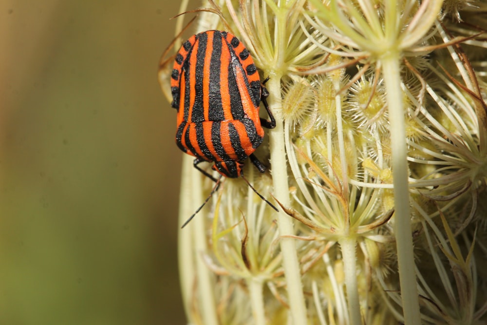 a close up of a beetle on a plant