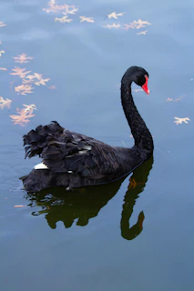 a black swan floating on top of a body of water
