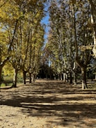 a dirt road surrounded by lots of trees