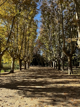 a dirt road surrounded by lots of trees