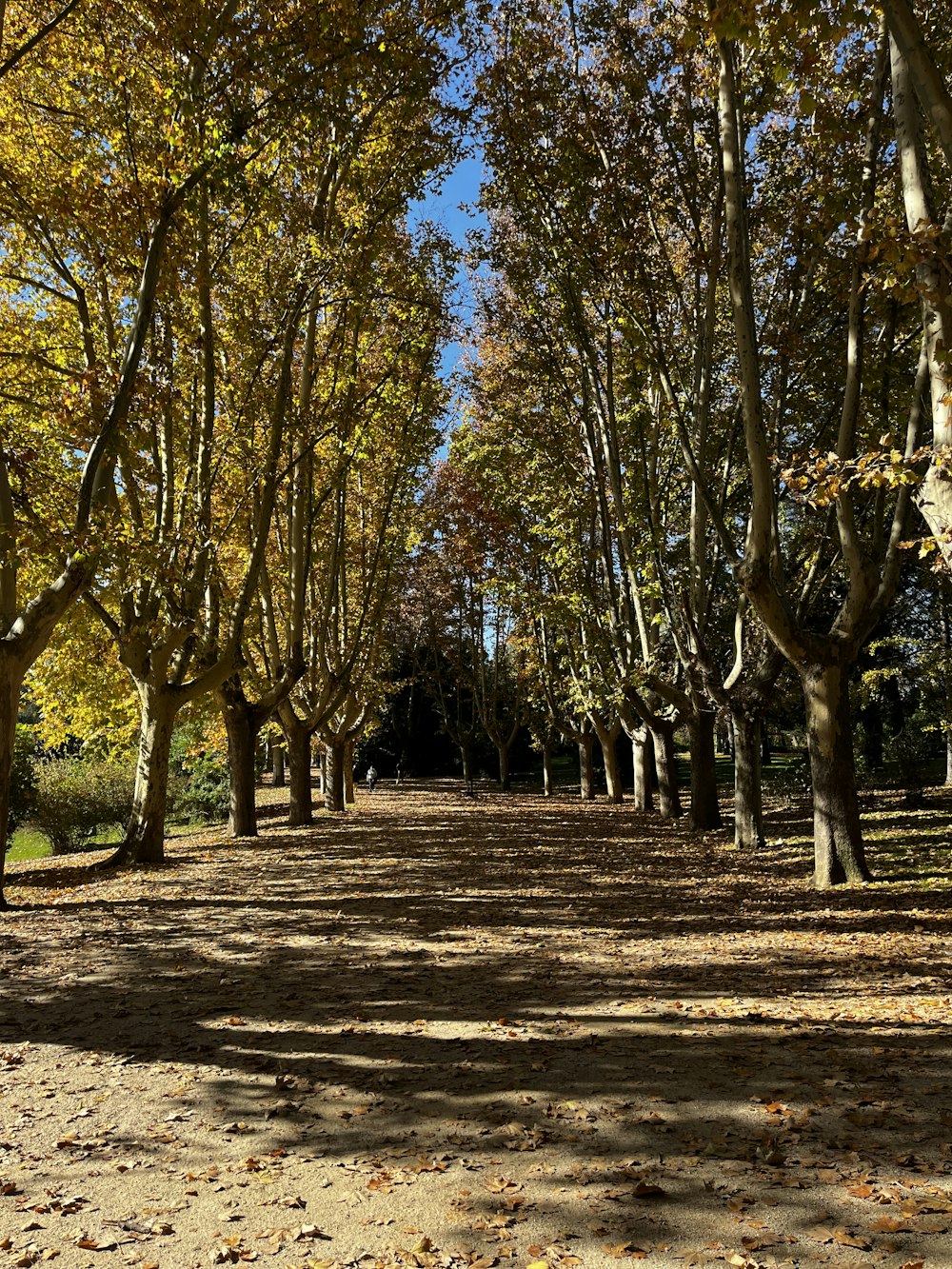 Eine unbefestigte Straße, umgeben von vielen Bäumen