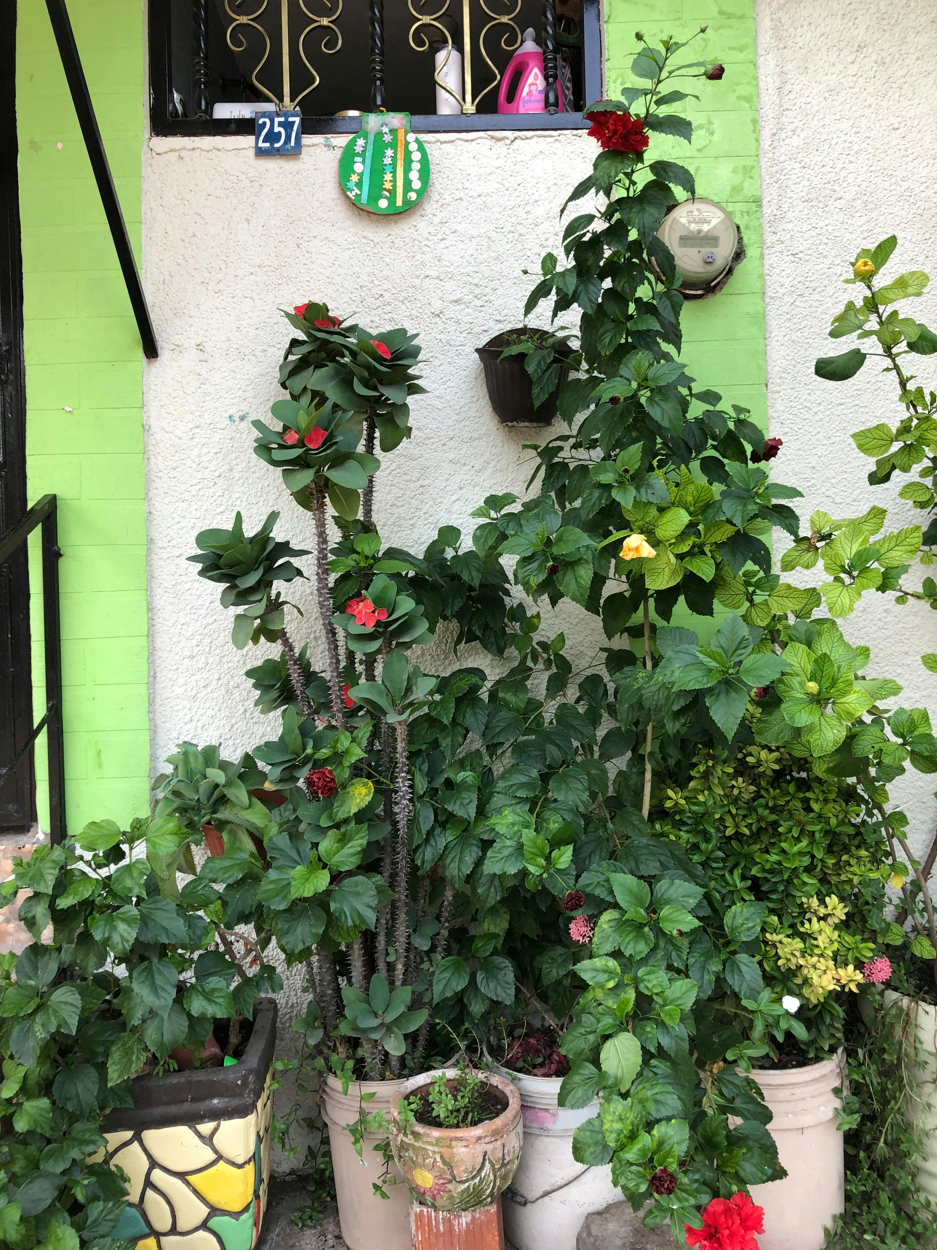 a number of potted plants near one another