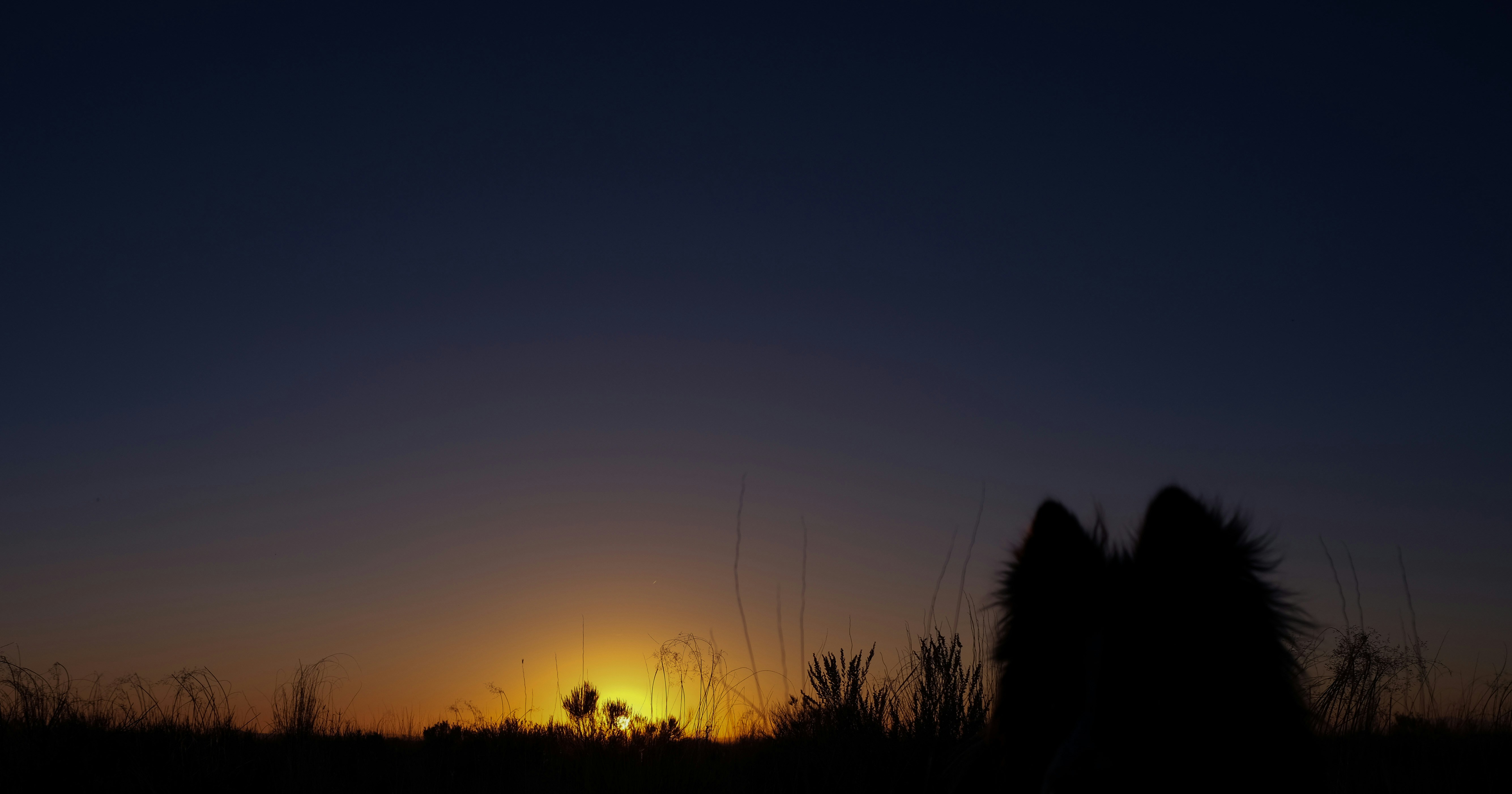 a silhouette of a horse in a field at sunset