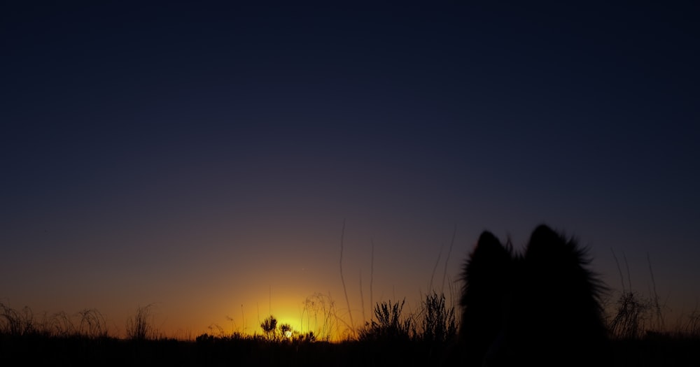 a silhouette of a horse in a field at sunset