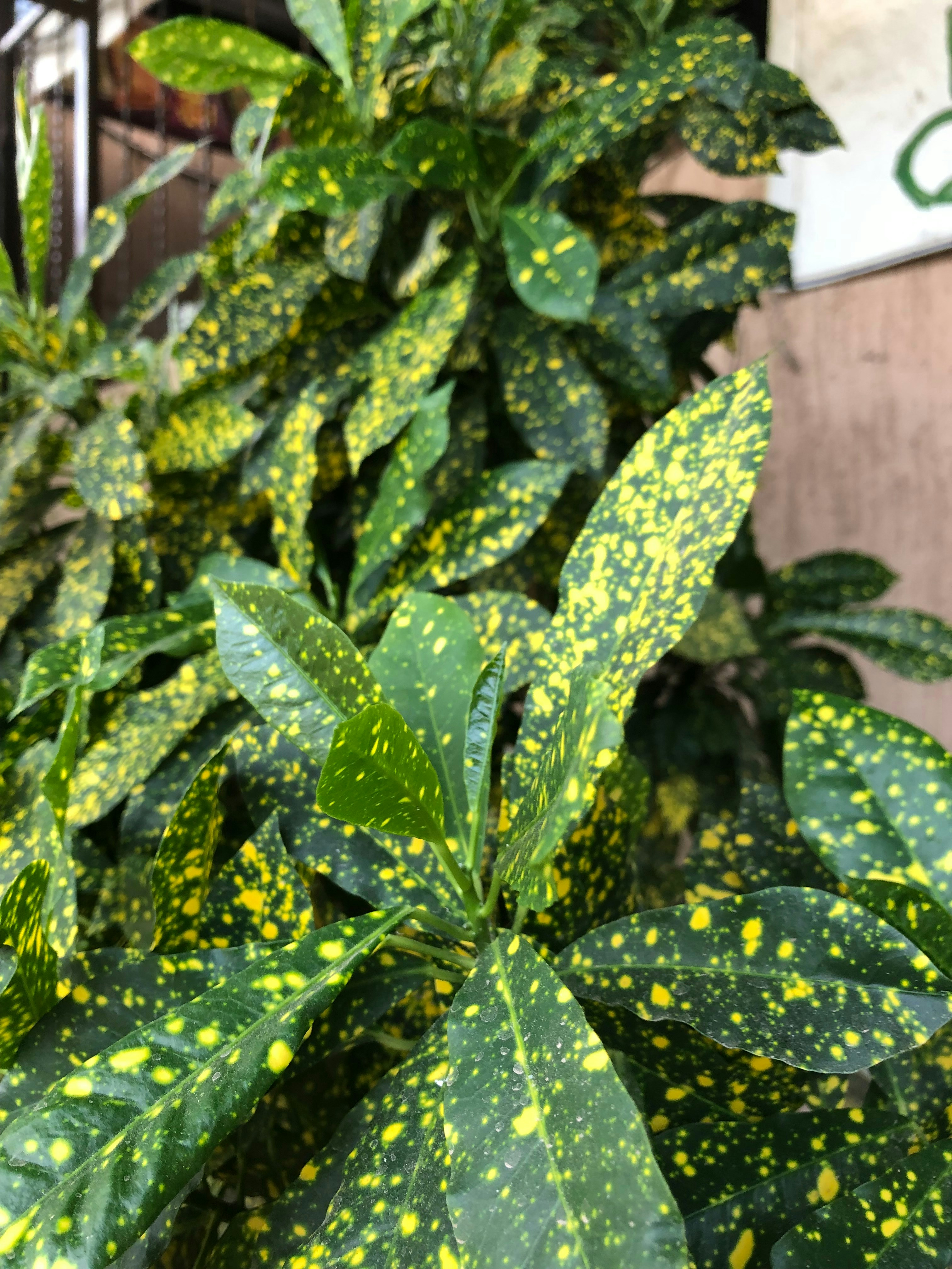 Photo by orlandojfh15