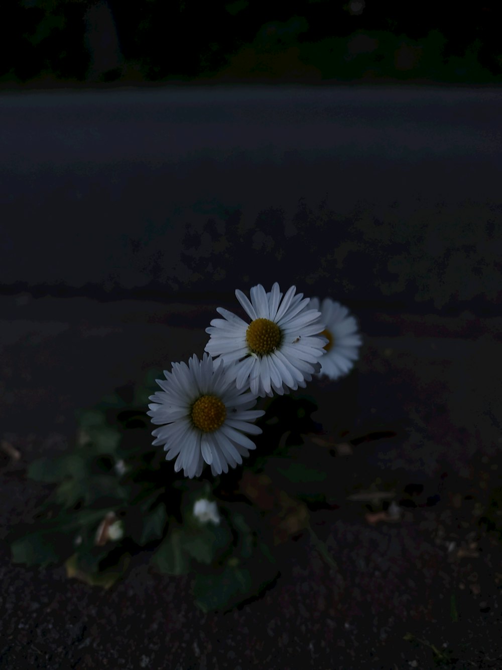 two white daisies sitting in the middle of the road