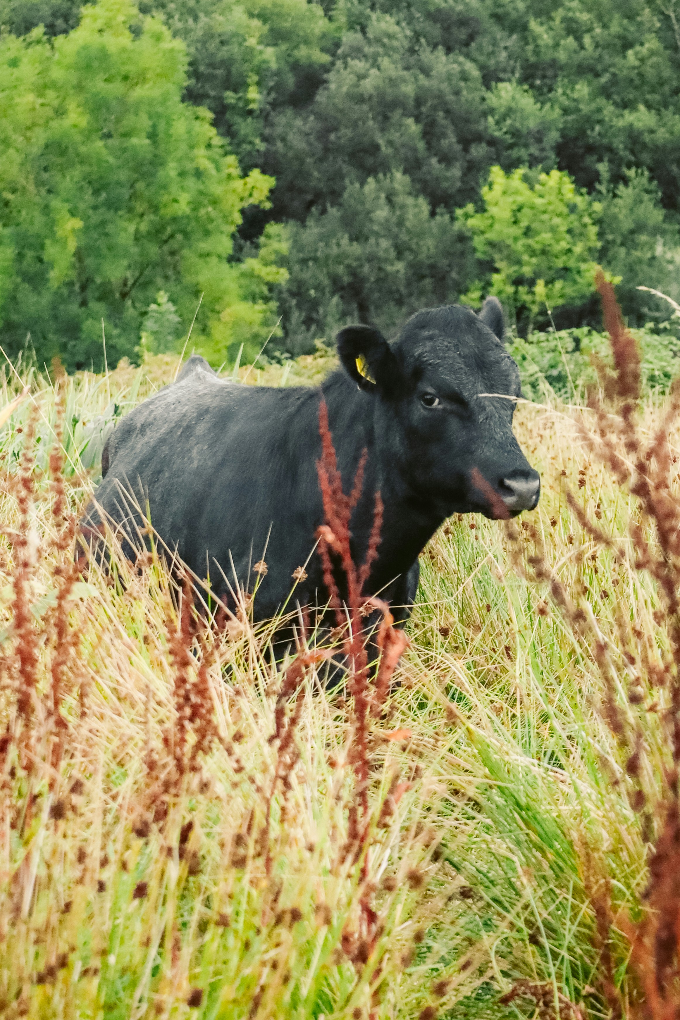 Photo by himo_beast1996