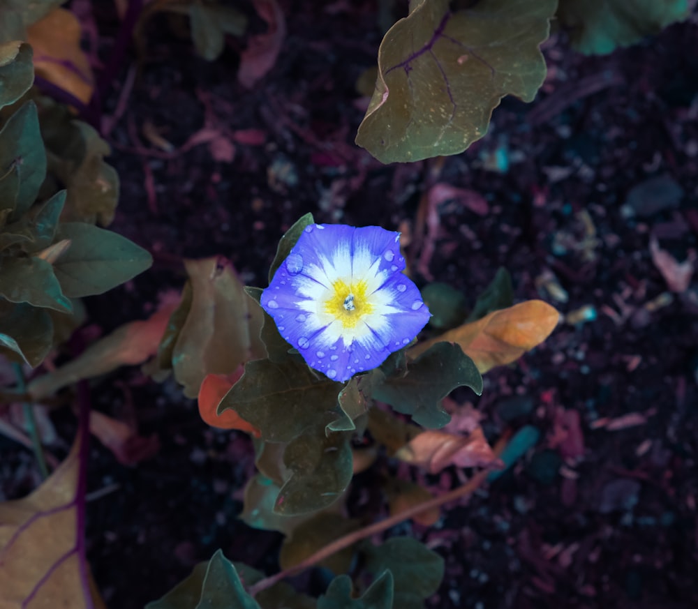 a blue flower with a yellow center surrounded by green leaves