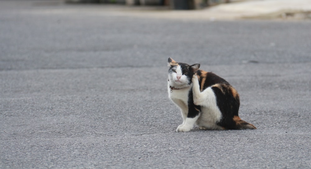 a black, white and brown cat sitting in the middle of the street