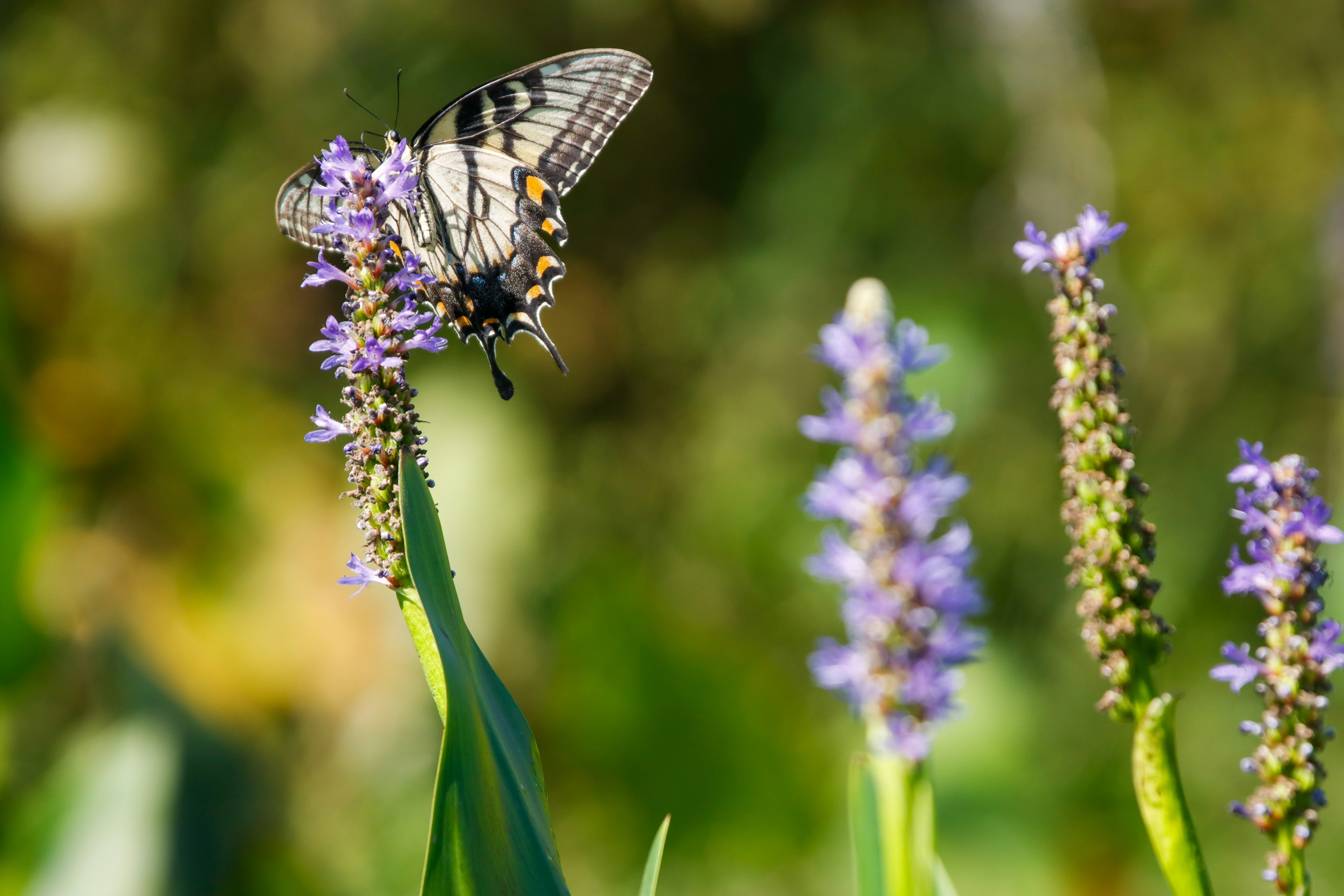 Photo by alla_kemelmakher