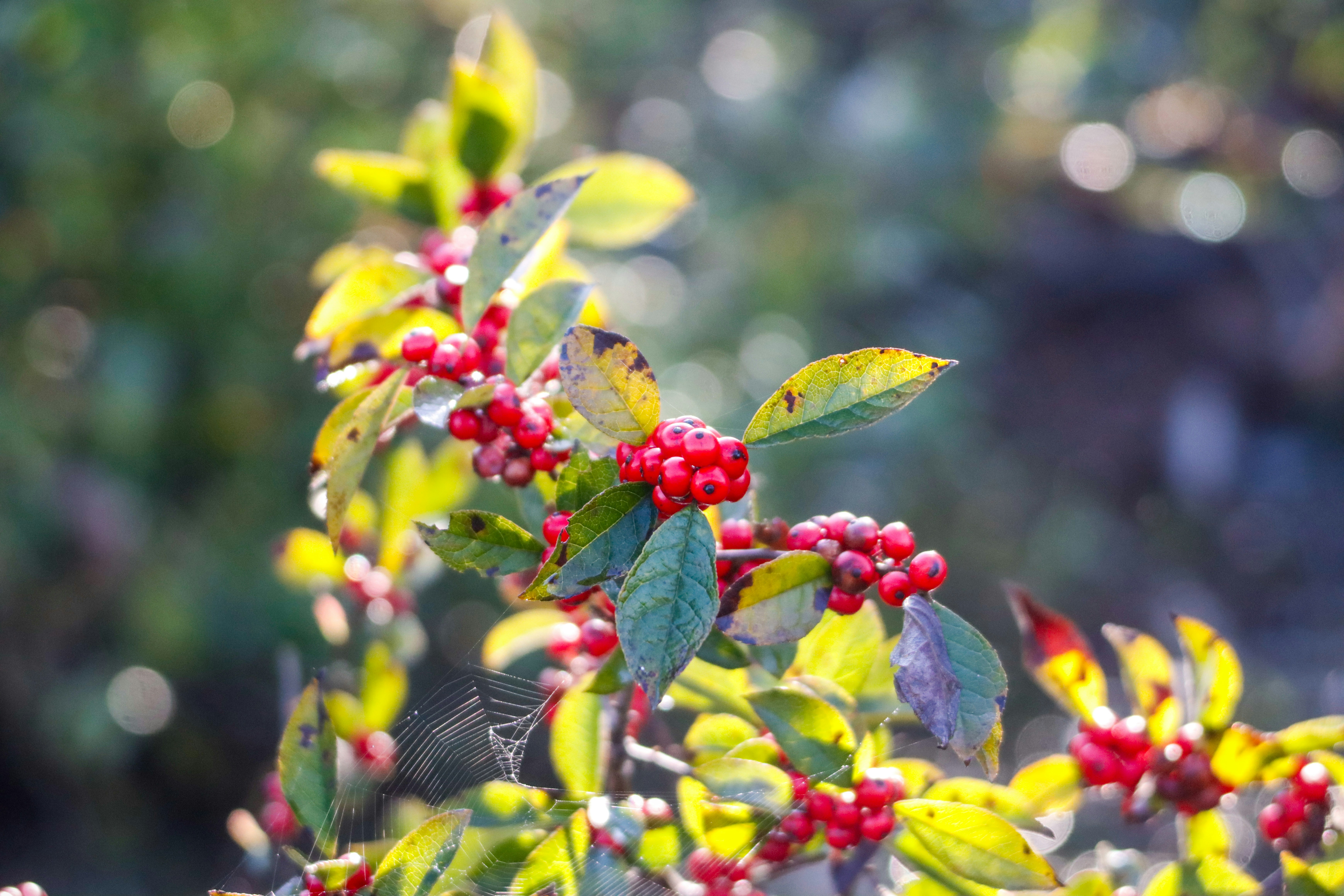 Photo by alla_kemelmakher