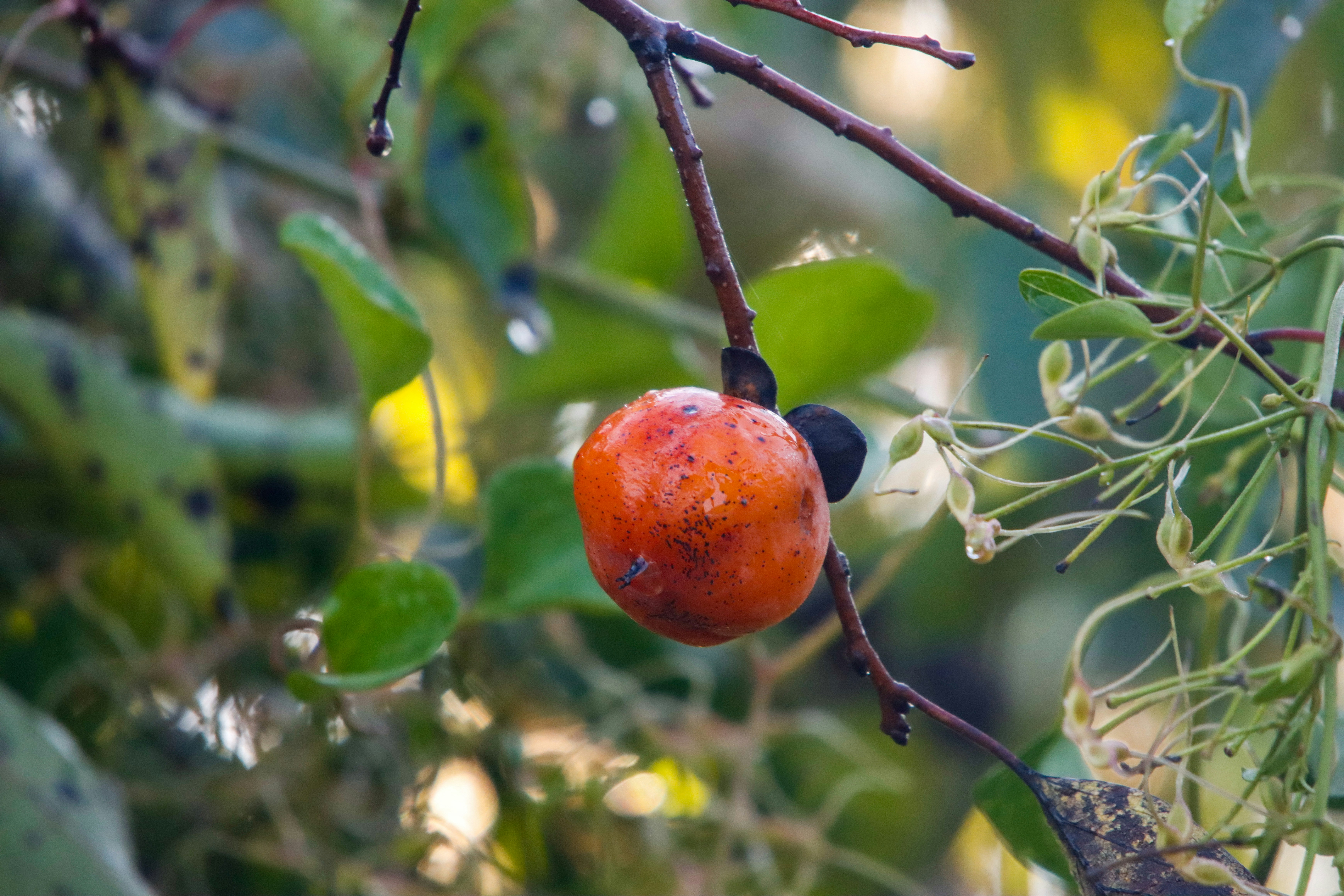 Photo by alla_kemelmakher