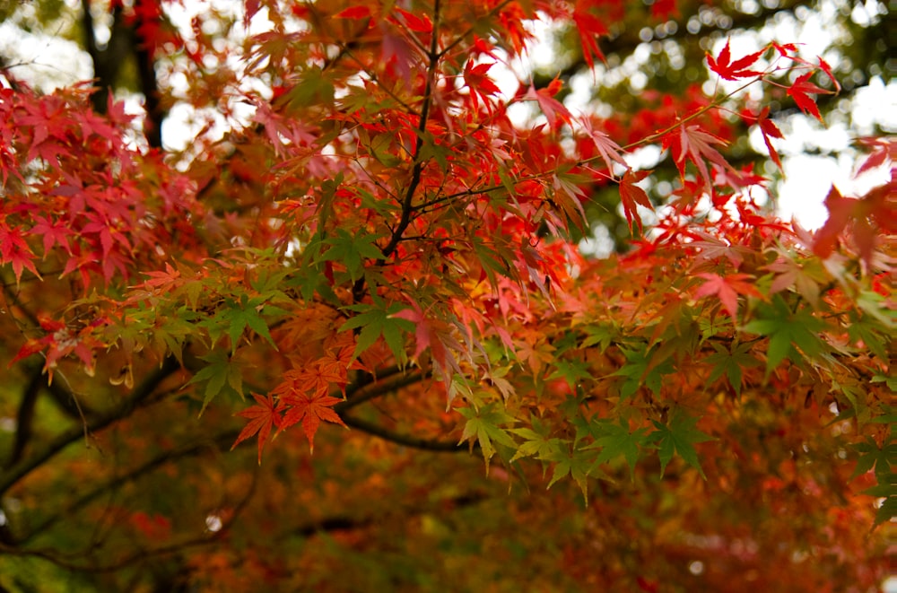 a tree with red leaves in the fall