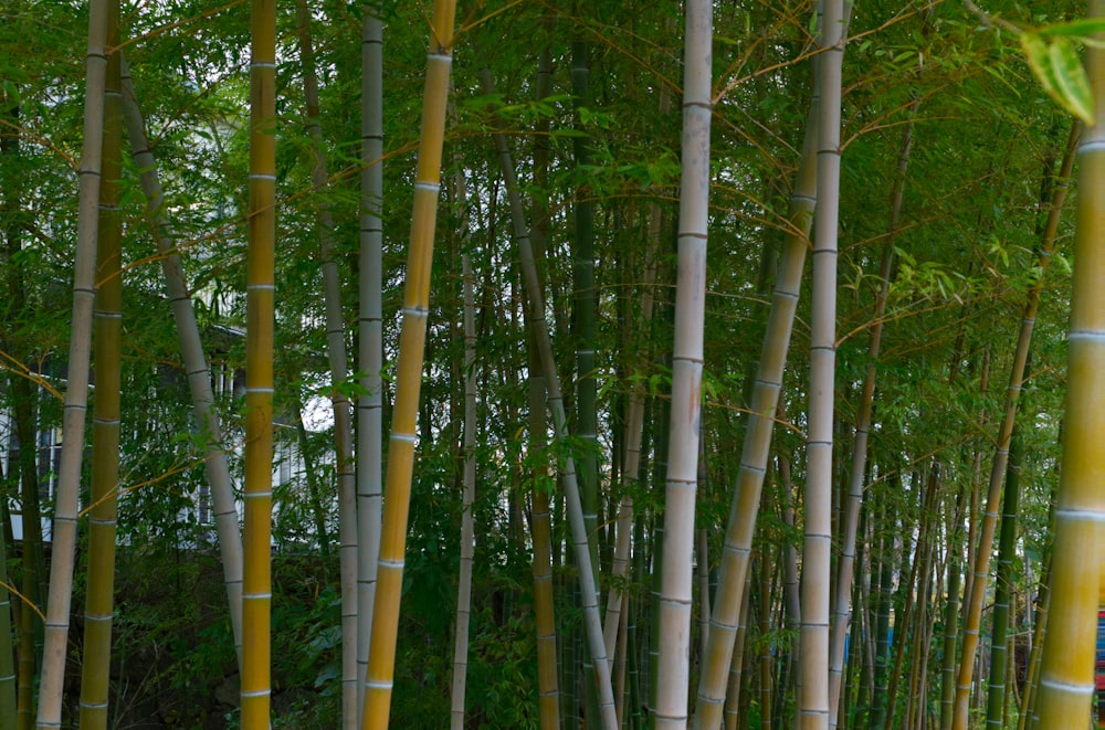 a group of tall bamboo trees in a forest