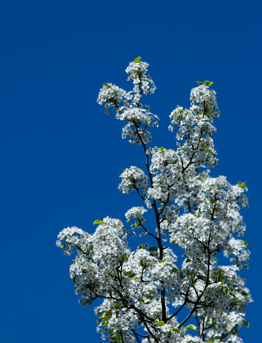 a tree with white flowers against a blue sky