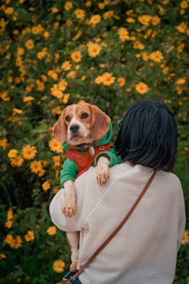A person with shoulder-length black hair stands with their back to the camera, holding a beagle dog dressed in a colorful green and red outfit. The background is filled with vibrant yellow flowers, creating a cheerful and lively scene.
