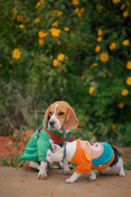un cachorro beagle con una camisa colorida, y un gato usando una camisa naranja.