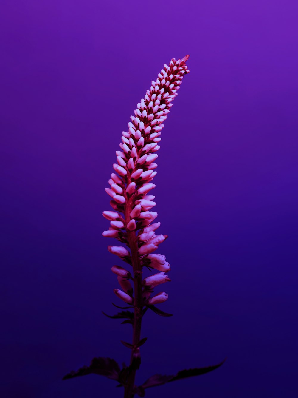 una flor púrpura con un fondo púrpura