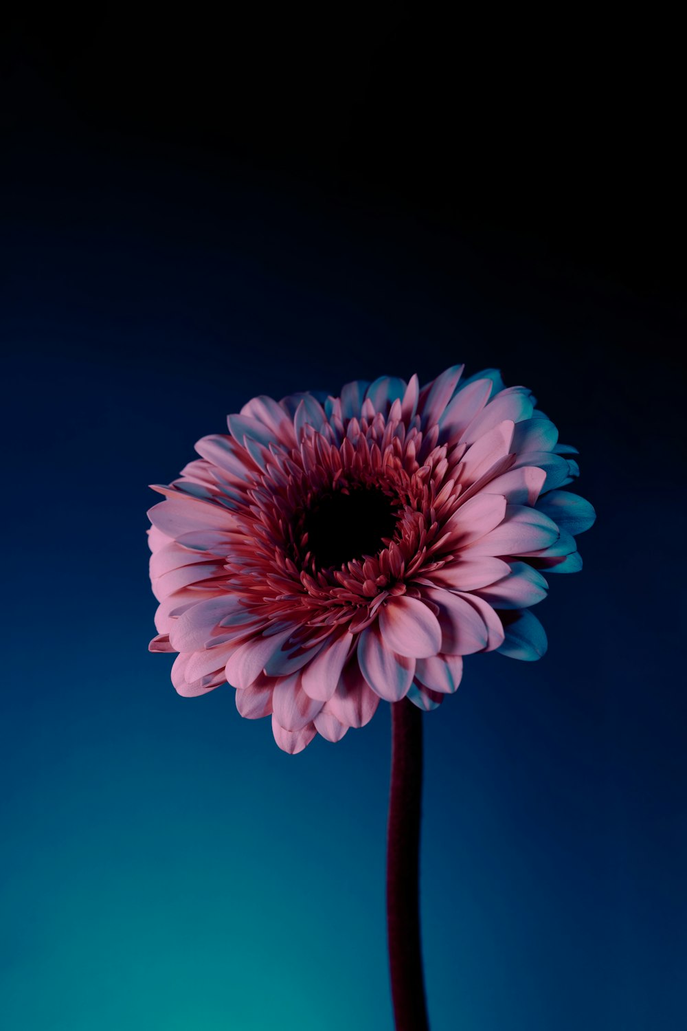eine große rosa Blume, die auf einem blauen Tisch sitzt