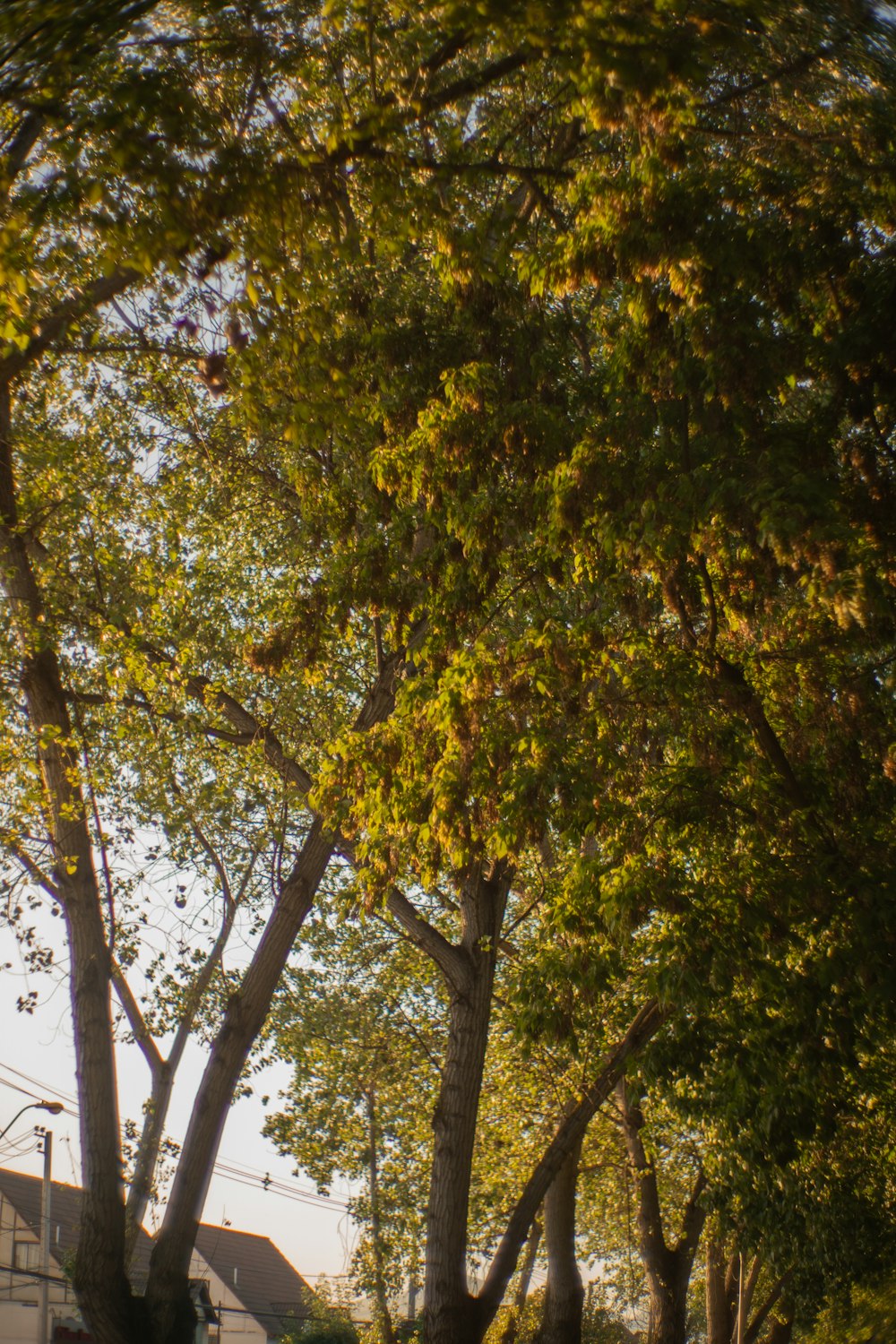 a bench under a tree in a park