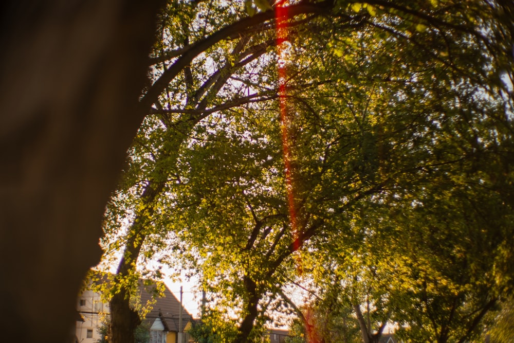 a street light in the middle of a park