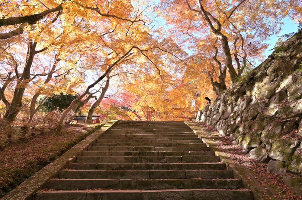 a set of steps leading up to a tree filled forest