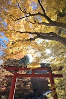 Golden autumn leaves framing the iconic Fushimi Inari Shrine torii gates.