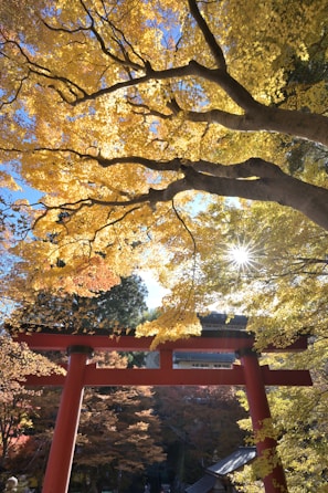 Golden autumn leaves framing the iconic Fushimi Inari Shrine torii gates.