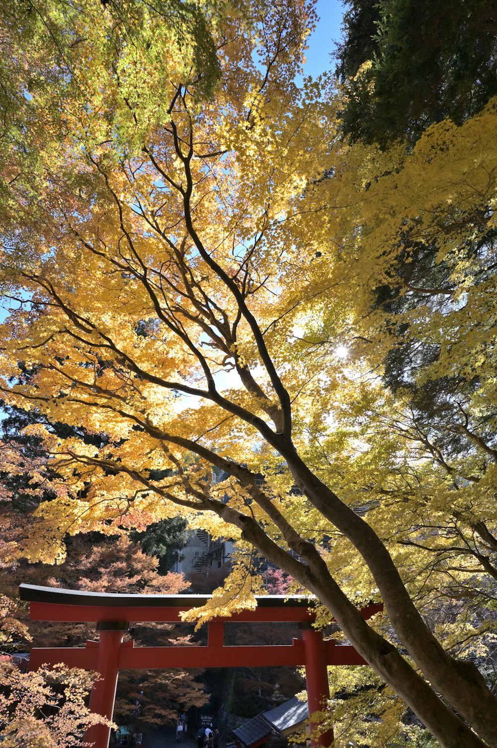 a red tori tori tori