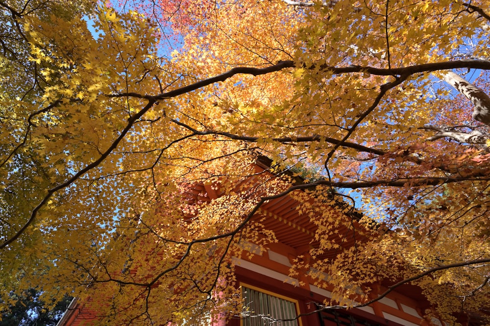 a tree with yellow leaves and a red building in the background