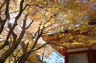Sunlight filtering through autumn leaves over the ornate roofs of a palace courtyard.