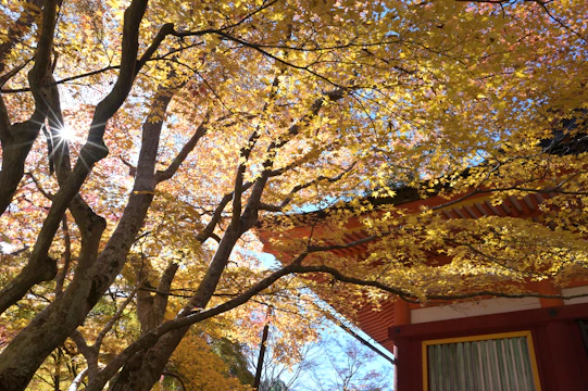 Sunlight filtering through autumn leaves over the ornate roofs of a palace courtyard.