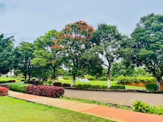 A well-maintained park with a paved walkway bordered by manicured grass and shrubs. Tall, lush green trees with dense foliage are lining the walkway, and one tree is distinctly adorned with orange-red flowers. In the background, there are more grassy areas and additional greenery.