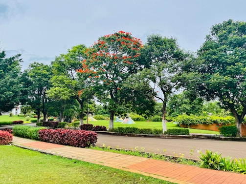 A well-maintained park with a paved walkway bordered by manicured grass and shrubs. Tall, lush green trees with dense foliage are lining the walkway, and one tree is distinctly adorned with orange-red flowers. In the background, there are more grassy areas and additional greenery.