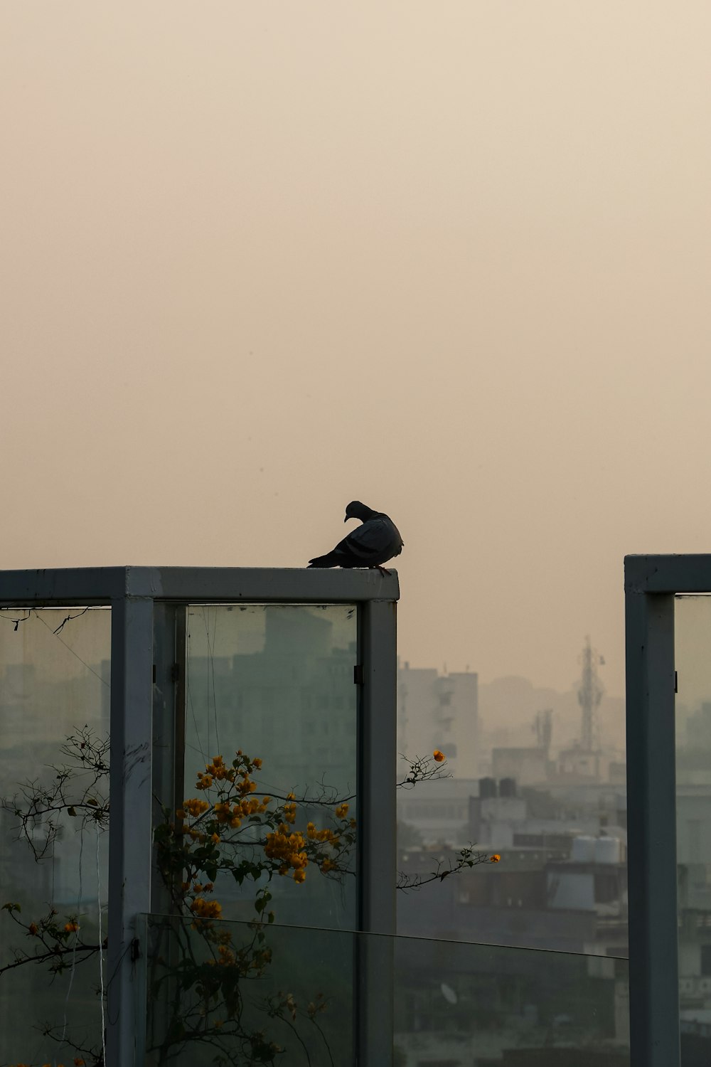 a bird is sitting on top of a building