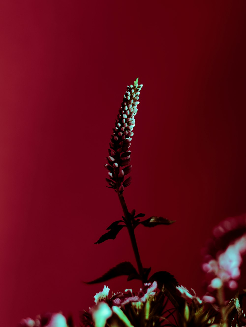 a close up of a flower with a red background