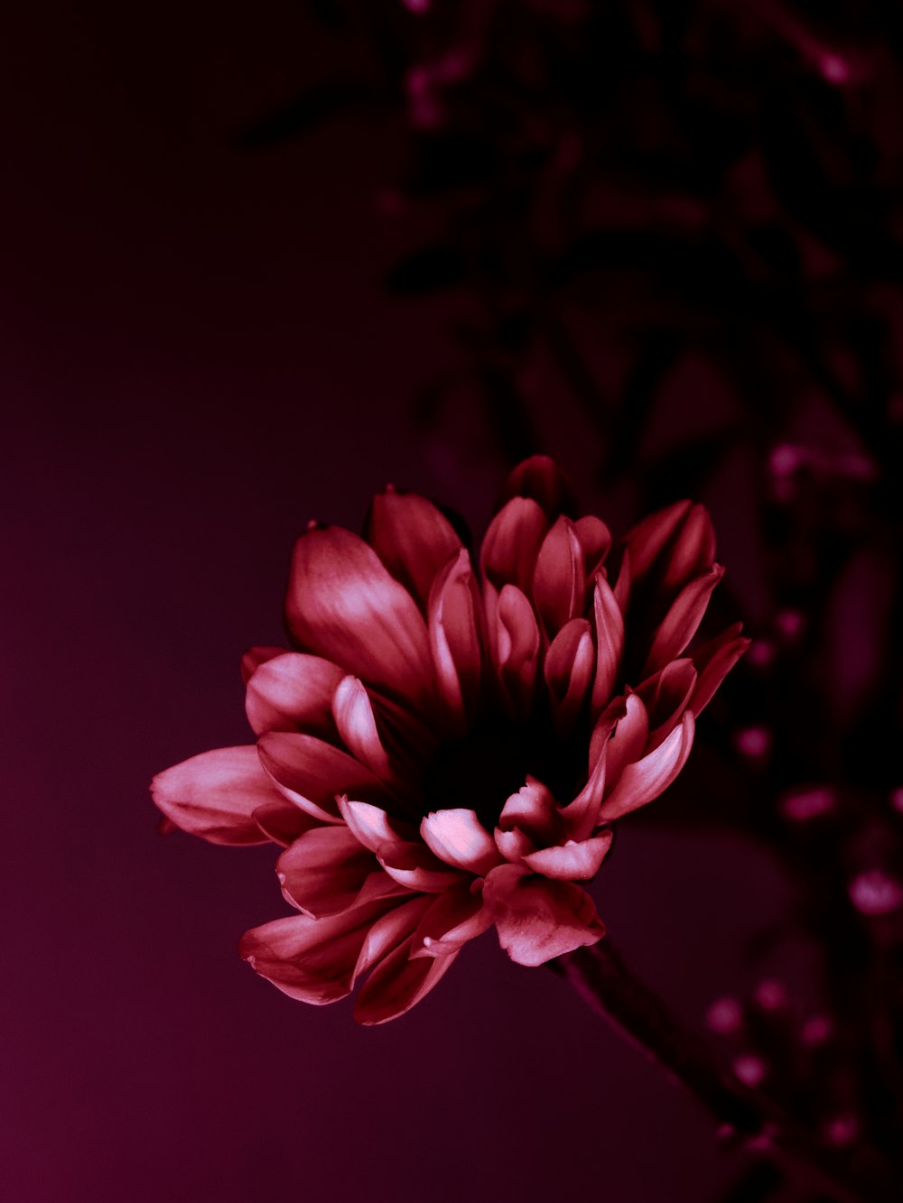 uma flor vermelha com um fundo roxo