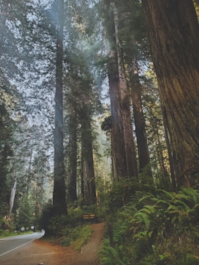 A scenic view of the Pacific coastline with lush redwoods.