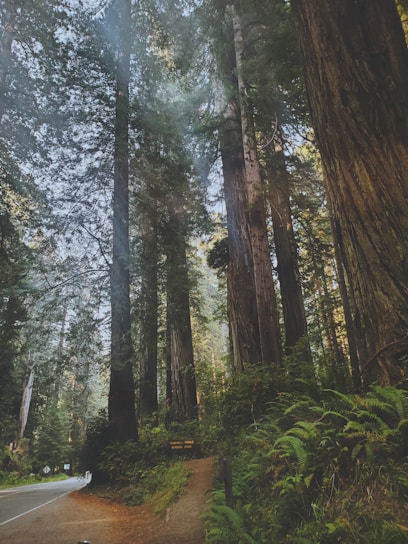 A scenic view of the Pacific coastline with lush redwoods.
