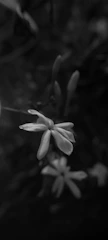 Close-up of delicate flower petals with fine details and natural shadows.